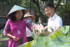 Các diện tích trồng sen được quy hoạch tại xã Kim Liên, huyện Nam Đàn (Nghệ An), tạo cảnh quan giữ gìn nét đẹp truyền thống của làng Sen quê Bác. (Ảnh: Bích Huệ/TTXVN)