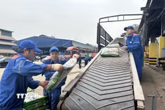 Sự đứt gãy trong hoạt động sản xuất phân bón đang đe dọa trực tiếp đến an ninh lương thực và giá cả nhu yếu phẩm trong khu vực. (Ảnh minh họa: Tạ Toàn/TTXVN)
