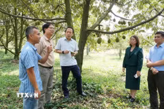 Các đơn vị chuyên môn tìm hiểu quy trình canh tác sầu riêng tại Hợp tác xã sầu riêng Bàu Đồn, xã Bàu Đồn, huyện Gò Dầu (Tây Ninh). (Ảnh minh họa: Thanh Tân/TTXVN)