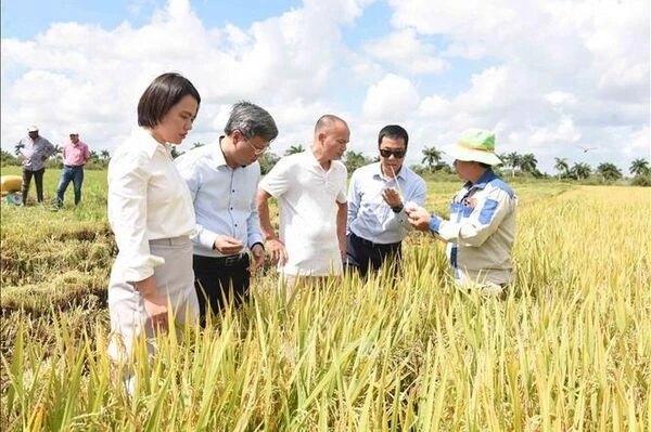 Cuba Đánh Giá Cao Hợp Tác Lúa Gạo Với Việt Nam Trong Bối Cảnh An Ninh Lương Thực