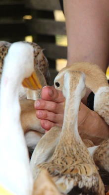 Cần Thơ: Du khách thích thú với dịch vụ “massage vịt” ở Cồn Sơn