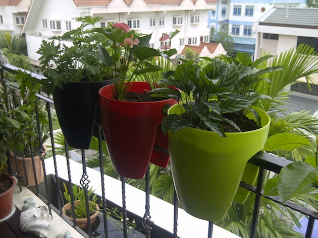 Đa dạng chủng loại chậu cây cảnh hút khách đầu Hè ảnh 1