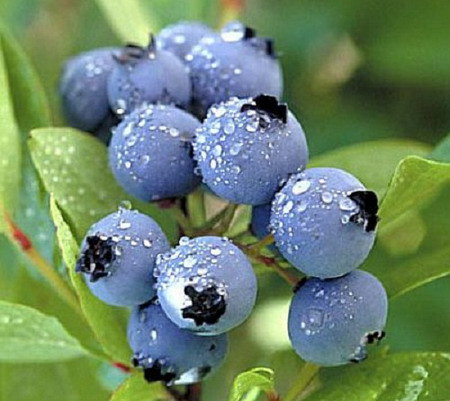 Một số loại thực phẩm để giúp giảm cân tốt nhất ảnh 6