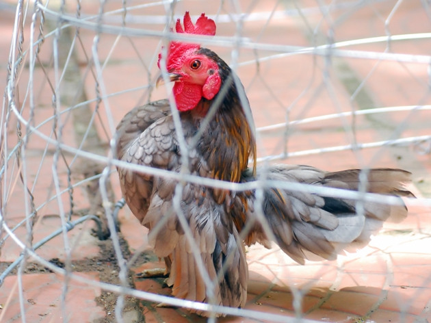  “Gà thành phố” - thú cảnh đang hút hồn người nuôi ảnh 4