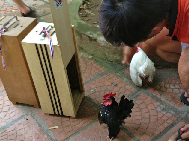  “Gà thành phố” - thú cảnh đang hút hồn người nuôi ảnh 2