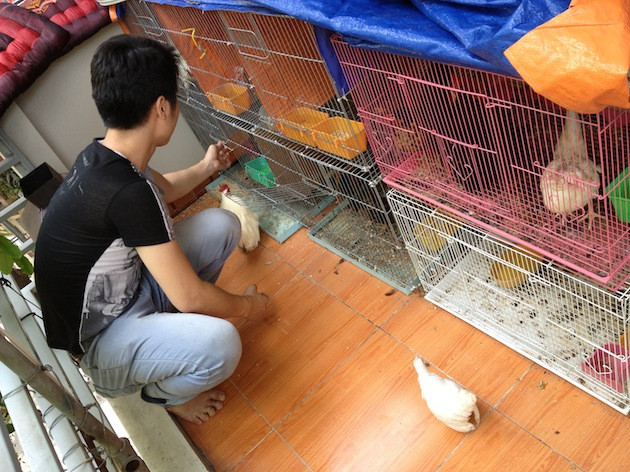  “Gà thành phố” - thú cảnh đang hút hồn người nuôi ảnh 1