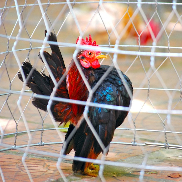  “Gà thành phố” - thú cảnh đang hút hồn người nuôi ảnh 3