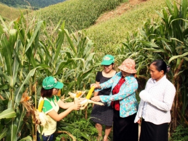 VN sẽ tăng tỷ lệ giống ngô và đỗ tương biến đổi gen ảnh 1