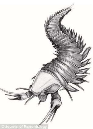 Johnny Depp được đặt tên cho sinh vật tuyệt chủng ảnh 1