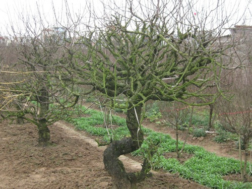 Nhóm lửa sưởi ấm để đánh thức đào “ngủ đông" ảnh 2