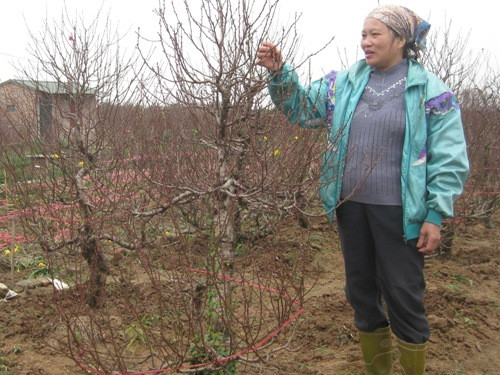 Nhóm lửa sưởi ấm để đánh thức đào “ngủ đông" ảnh 1