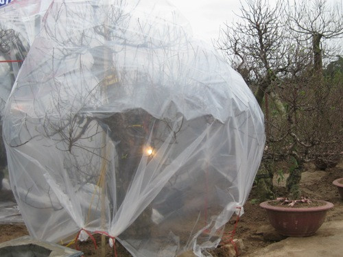 Nhóm lửa sưởi ấm để đánh thức đào “ngủ đông" ảnh 3