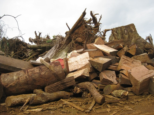 Cận cảnh “xẻ thịt” rừng trồng cao su tại Tây Nguyên ảnh 4