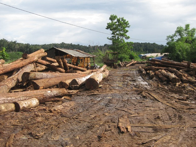 Cận cảnh “xẻ thịt” rừng trồng cao su tại Tây Nguyên ảnh 1