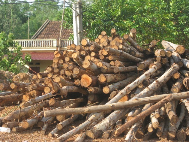  Công ty lâm nghiệp hoạt động kiểu “ngư ông đắc lợi” ảnh 1