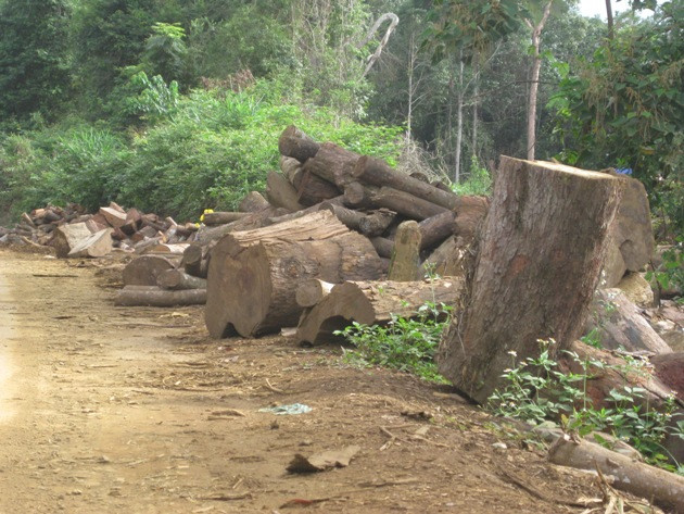 Cận cảnh “xẻ thịt” rừng trồng cao su tại Tây Nguyên ảnh 7