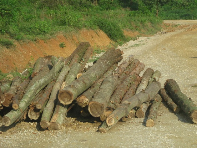  Vướng mắc đất rừng: Công ty ôm nợ, dân mơ sổ đỏ ảnh 1