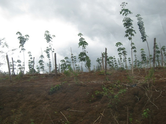 Chuyển đổi rừng nghèo: Cái cớ “xẻ thịt” rừng giàu ảnh 1