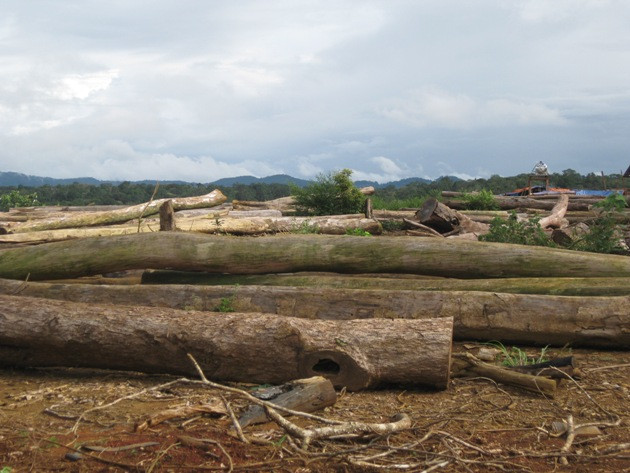 Cận cảnh “xẻ thịt” rừng trồng cao su tại Tây Nguyên ảnh 2