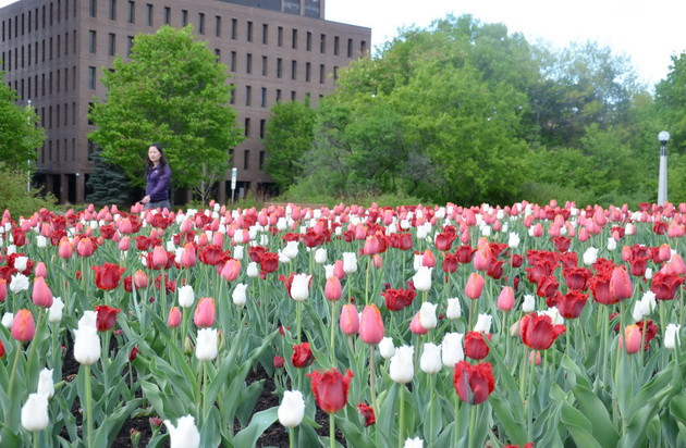 Ngắm vẻ đẹp rực rỡ trong Lễ hội hoa tulip Canada ảnh 4
