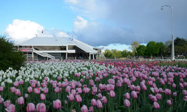 Ngắm vẻ đẹp rực rỡ trong Lễ hội hoa tulip Canada ảnh 7