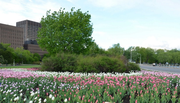 Ngắm vẻ đẹp rực rỡ trong Lễ hội hoa tulip Canada ảnh 2