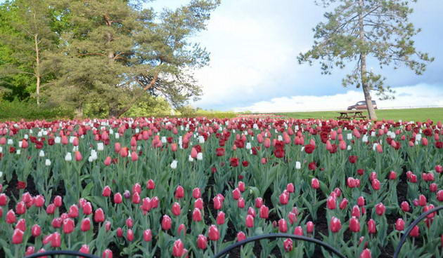 Ngắm vẻ đẹp rực rỡ trong Lễ hội hoa tulip Canada ảnh 6