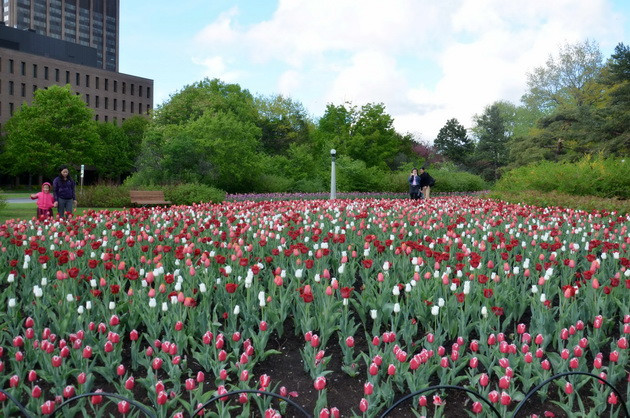 Ngắm vẻ đẹp rực rỡ trong Lễ hội hoa tulip Canada ảnh 5