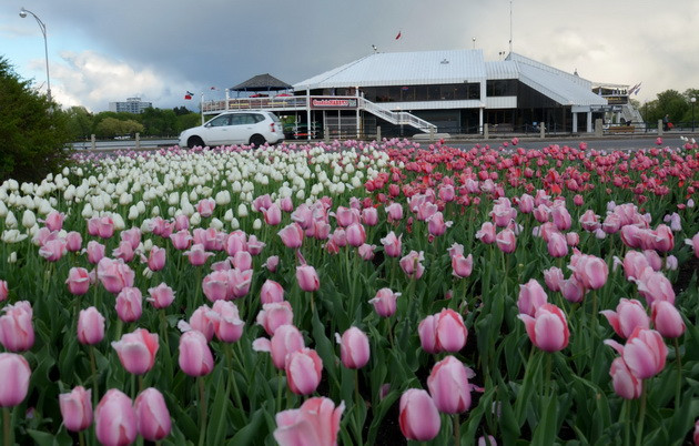 Ngắm vẻ đẹp rực rỡ trong Lễ hội hoa tulip Canada ảnh 3