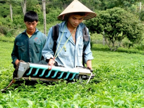 “Đẩy mạnh ngành chè theo hướng thị trường cần” ảnh 1 “Đẩy mạnh ngành chè theo hướng thị trường cần” ảnh 1