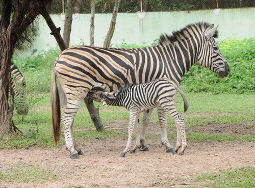 Bình Dương: Ngựa vằn, linh dương châu Phi sinh con ảnh 1