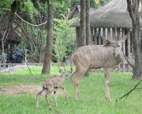 Bình Dương: Ngựa vằn, linh dương châu Phi sinh con ảnh 2