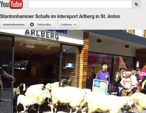 Đàn cừu làm náo loạn một cửa hàng bán đồ thể thao ảnh 1