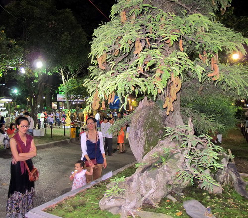 Cây me chua giành giải nhất Hội hoa Xuân TP.HCM ảnh 2