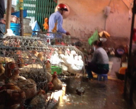 Dịch cúm đến gần, vùng biên vẫn bán gà nhập lậu ảnh 1