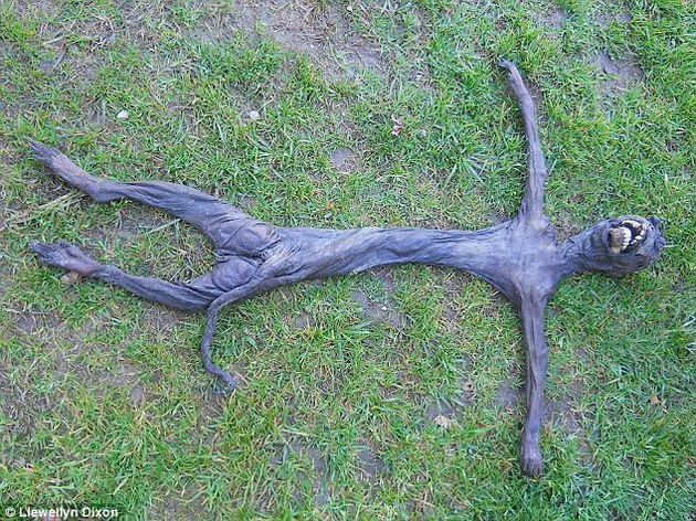 Giải mã bí ẩn xác khô của "người ngoài hành tinh" ảnh 1