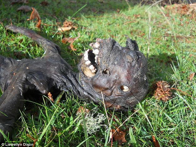 Giải mã bí ẩn xác khô của "người ngoài hành tinh" ảnh 3