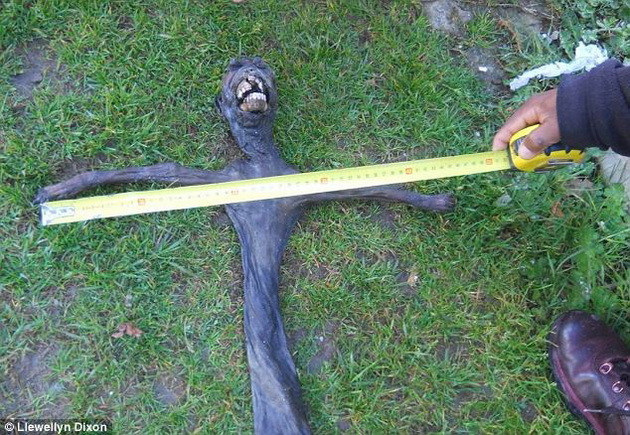 Giải mã bí ẩn xác khô của "người ngoài hành tinh" ảnh 2