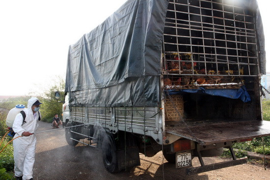 Cúm gia cầm: Đằng sau sự yên ả là mối nguy lớn ảnh 1