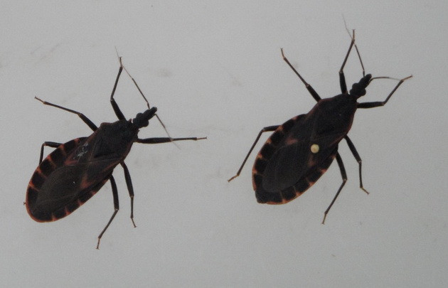 Chiêu đối phó khi bọ xít hút máu vào mùa cao điểm ảnh 2