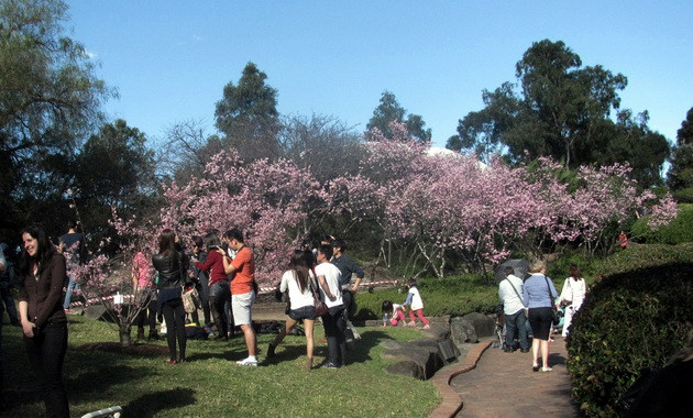 Độc đáo Lễ hội hoa anh đào Nhật Bản tại Australia ảnh 2