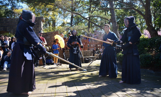 Độc đáo Lễ hội hoa anh đào Nhật Bản tại Australia ảnh 1