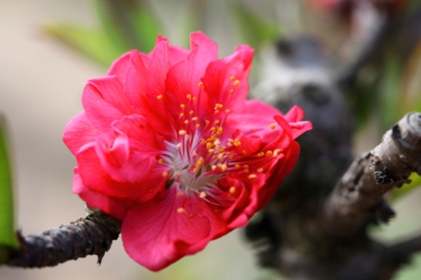 Đào Thất thốn hay chuyện 1 triệu đồng 1 bông hoa ảnh 1