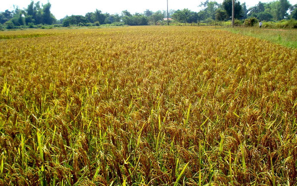 Dự án lúa giống đem lại mùa vàng tại Nongphong ảnh 2