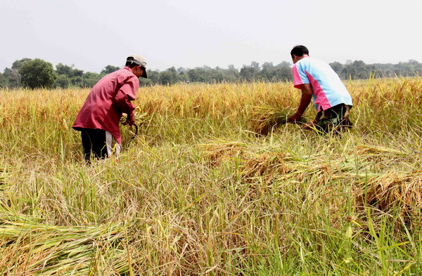 Dự án lúa giống đem lại mùa vàng tại Nongphong ảnh 1