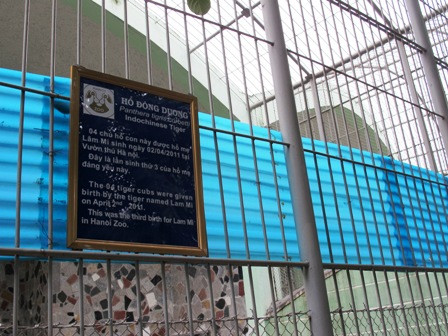 "Hổ ở Thủ Lệ không thể thoát ra bằng vượt rào!" ảnh 2