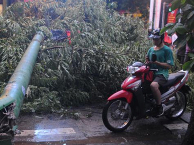 Cây xanh đô thị: Phòng chống gẫy đổ trong mùa mưa ảnh 1