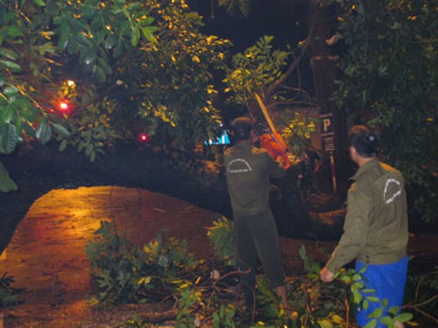 Cây xanh đô thị: Phòng chống gẫy đổ trong mùa mưa ảnh 2