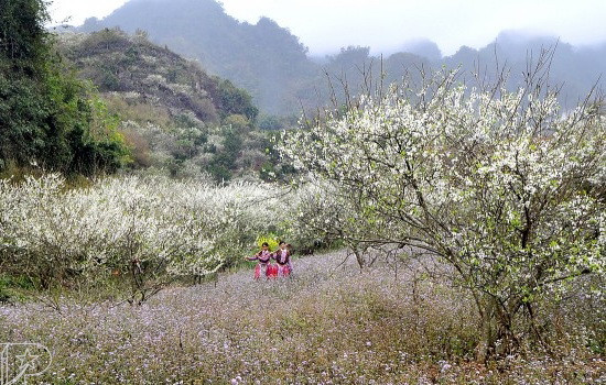 Mộc Châu mùa hoa mận trắng tinh giữa núi rừng ảnh 1