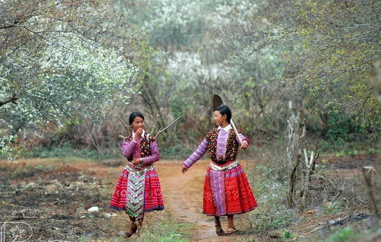 Mộc Châu mùa hoa mận trắng tinh giữa núi rừng ảnh 3